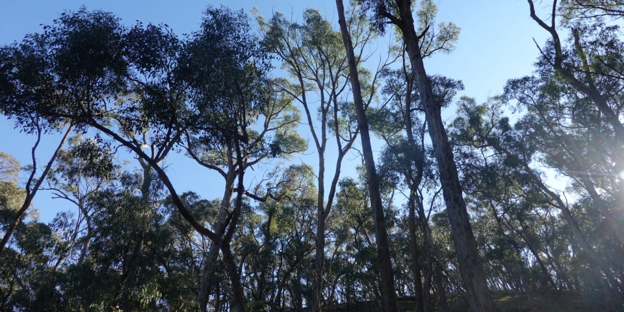 Things to do – Hepburn Reserve Wyuna to Argyle Walk
