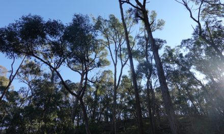 Things to do – Hepburn Reserve Wyuna to Argyle Walk