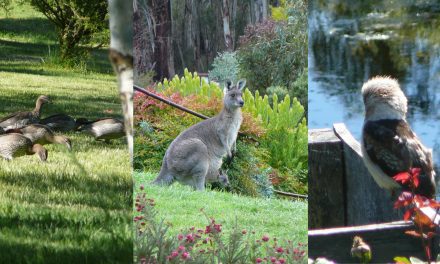Garden Design for Wildlife