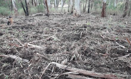 The Tilling Fields: Wombats Busy in Local Forests