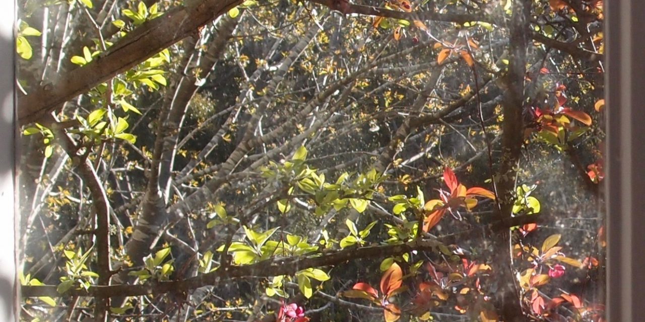 The Intensity of Spring has Arrived, Regardless of that Virus