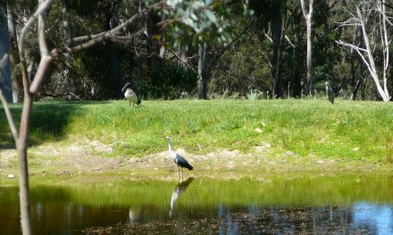District Twitchers Swoop Daylesford Spotters in Bird Count 2020