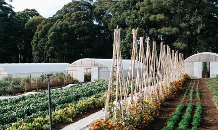 UPDATED: Small-Scale Artisan Agriculture Grants Program