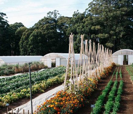 UPDATED: Small-Scale Artisan Agriculture Grants Program