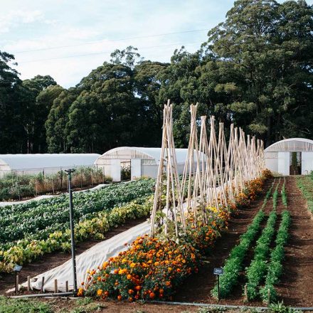 UPDATED: Small-Scale Artisan Agriculture Grants Program