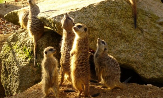Furry Little Animals