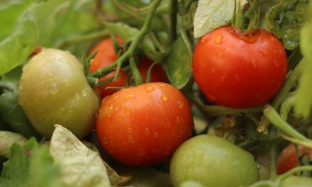 Tomatoes CAN be Grown in Daylesford!
