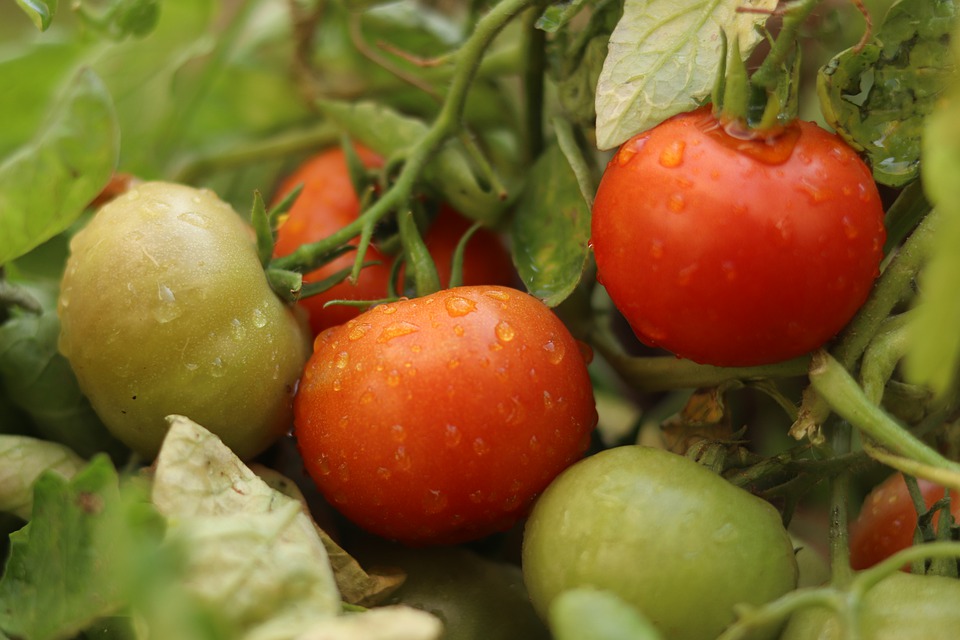 Tomatoes CAN be Grown in Daylesford!
