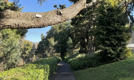 Photo of the Week – Wombat Hill Botanic Gardens