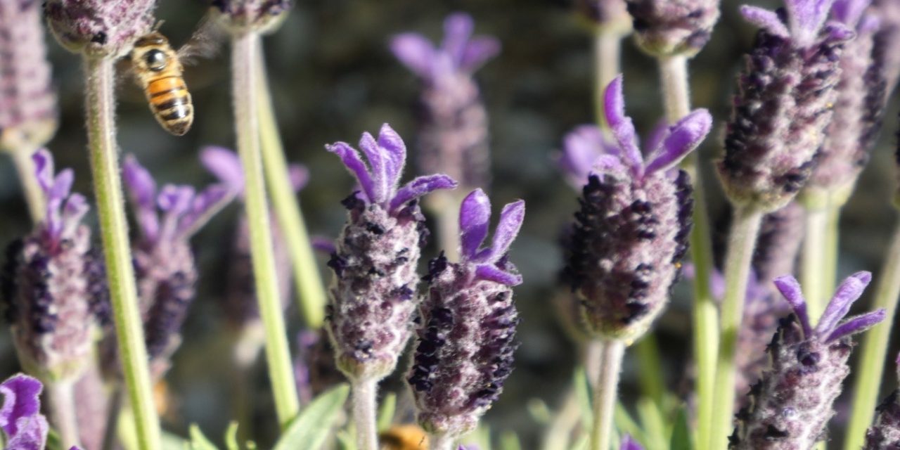 October Weather – How Does Your Garden Grow?