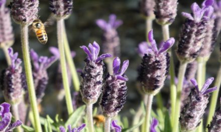 October Weather – How Does Your Garden Grow?