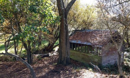 A History of Trout in Daylesford