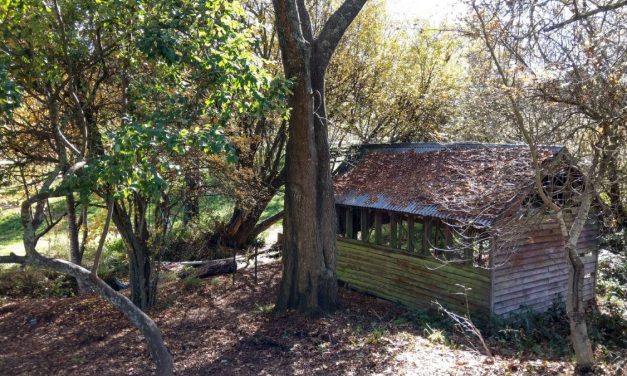 A History of Trout in Daylesford