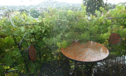 What a Difference Some Rain Makes!