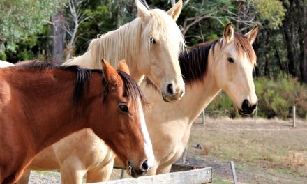 RDA Daylesford Back in the Saddle