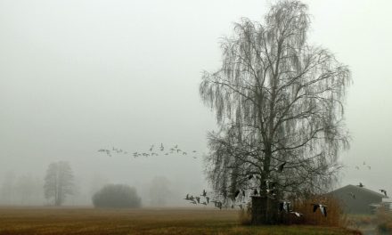 COVID-19 2020