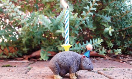 The Wombat Post Turns One