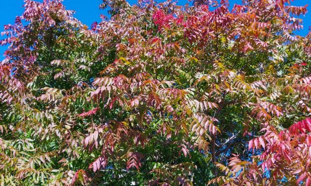 Great Autumn Weather is Here
