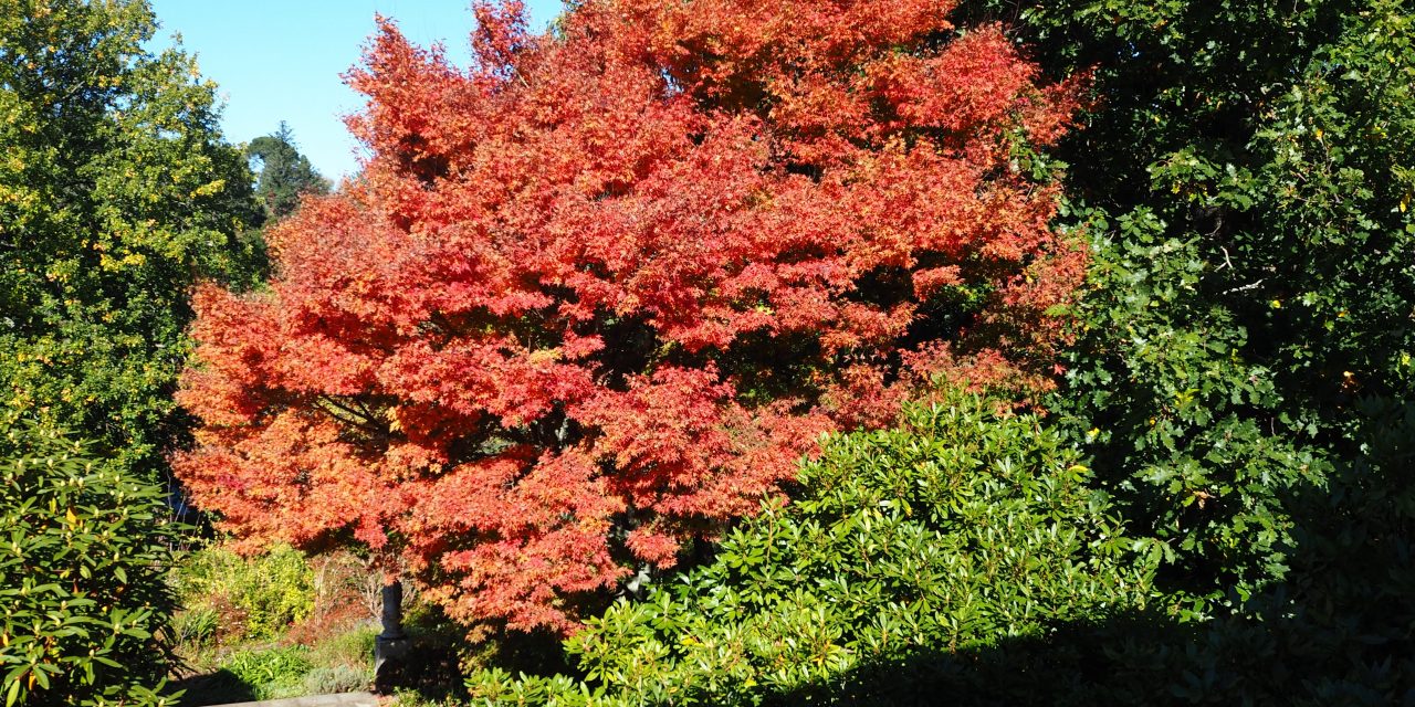 Local Historic Tree Register Left to Languish