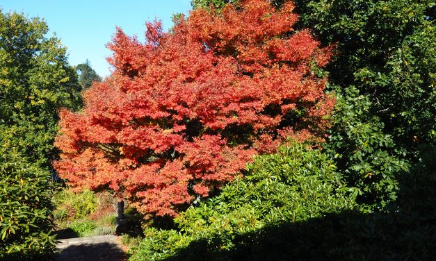 Local Historic Tree Register Left to Languish