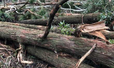 Help for Local Community to Recover from Storm Damage