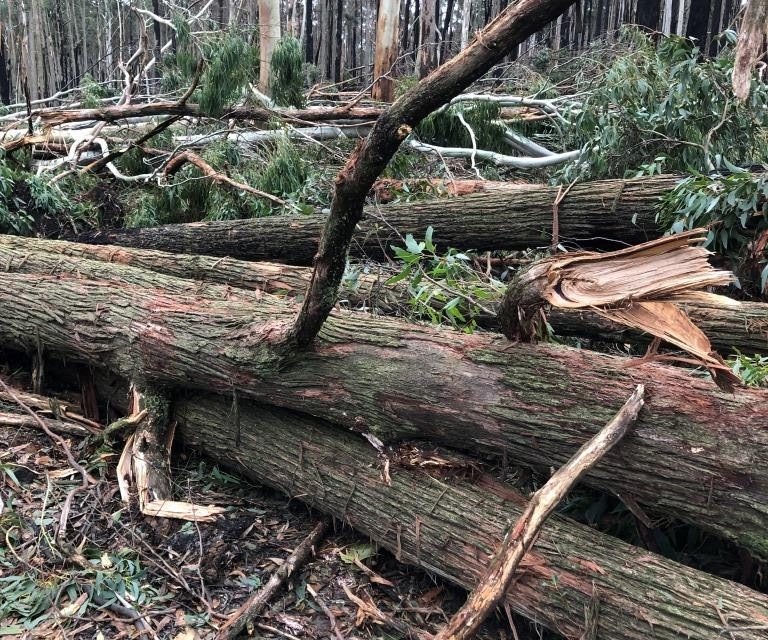Help for Local Community to Recover from Storm Damage