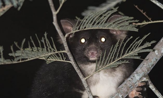 New Wombat-Lerderderg National Park Created