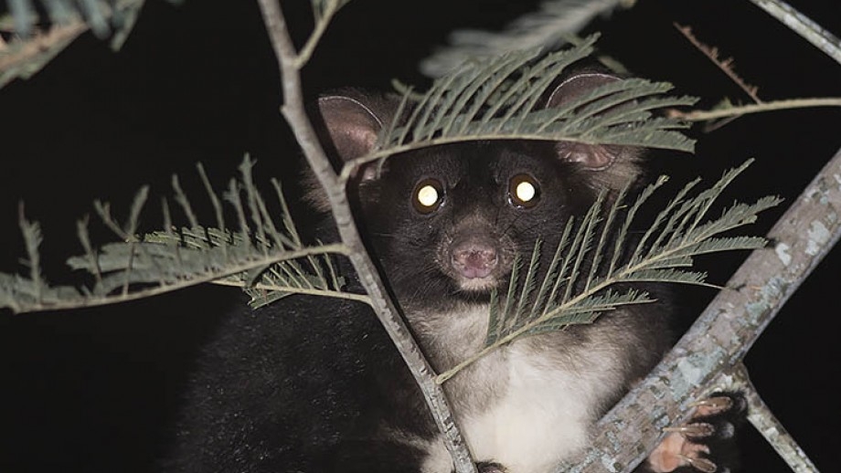 New Wombat-Lerderderg National Park Created