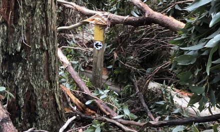Extensive Damage to Great Dividing Trail Network