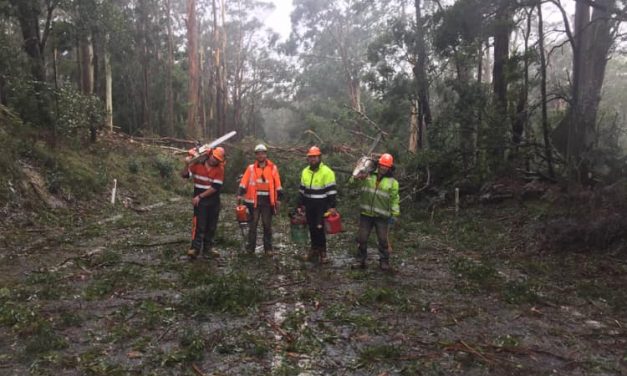 Wild Weather, Trees Down, Power Out