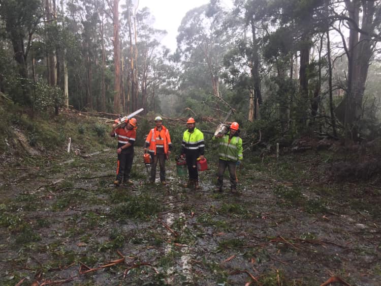 Wild Weather, Trees Down, Power Out