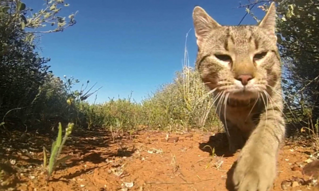 Domestic Cats Kill 300 Million Native Animals Each Year