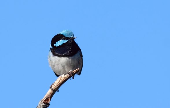 It’s Time to Get Counting Your Backyard Birds!