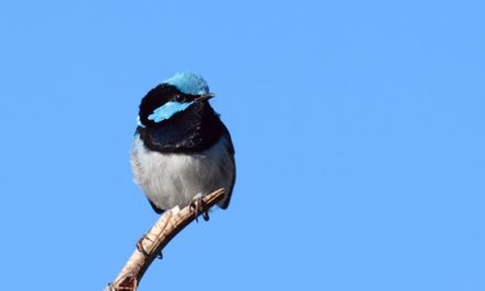 It’s Time to Get Counting Your Backyard Birds!