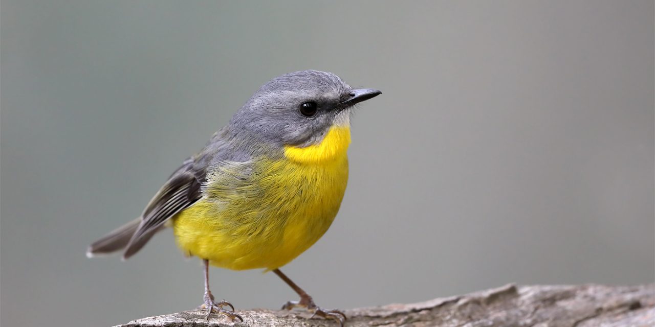 Eastern Yellow Robins on the Move