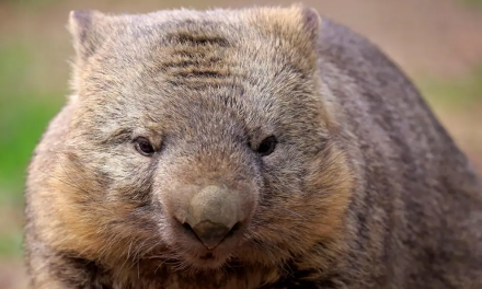 The Wombat Returns for 2022