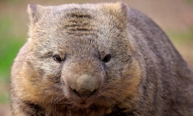 The Wombat Returns for 2022