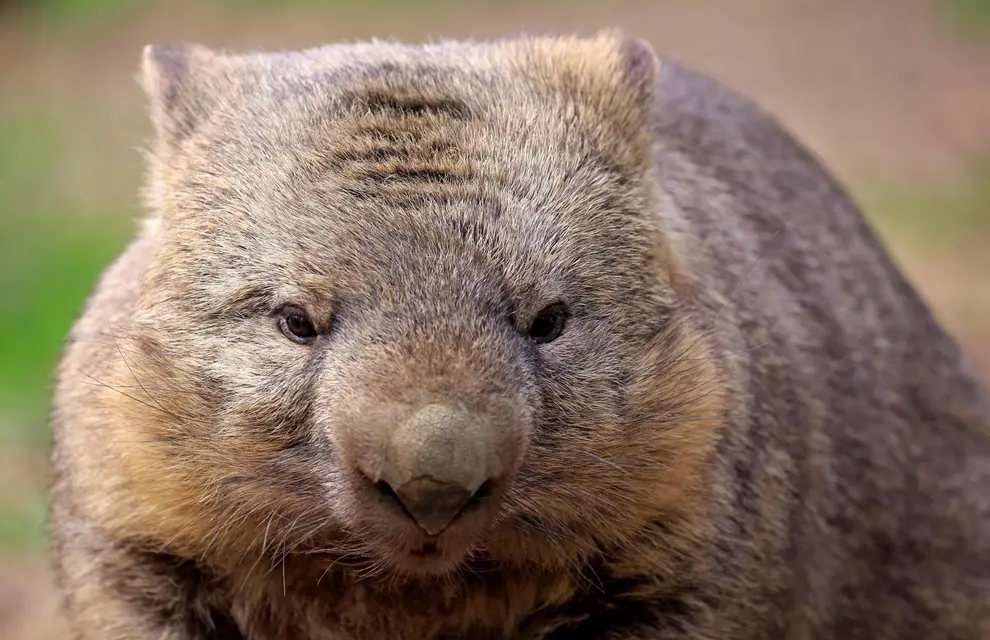 The Wombat Returns for 2022