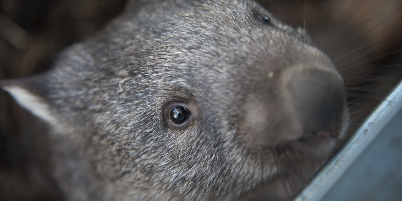Wombat Post Holds AGM