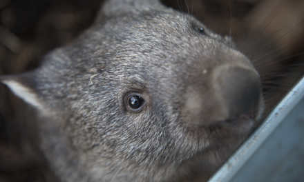 Wombat Post Holds AGM