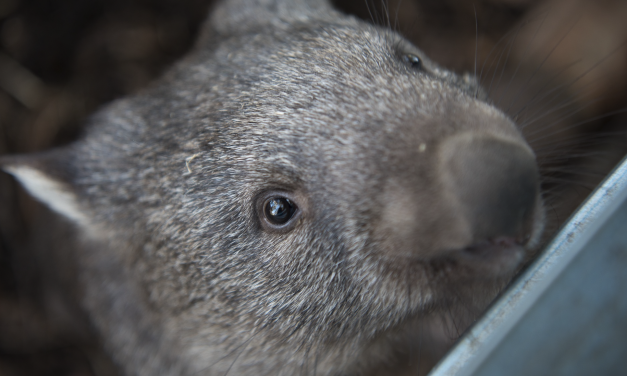 Wombat Post Holds AGM