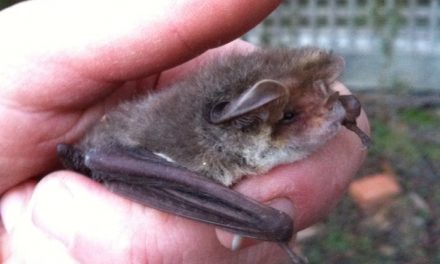 A Batty Visitor