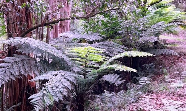 Notes from a Journey into the Wilderness