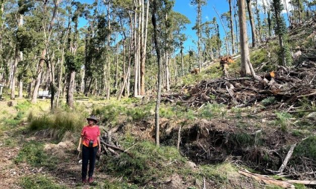 Storm Recovery Logging in Babbington Road is Causing Further Damage