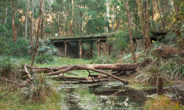 Domino Trail Reopens