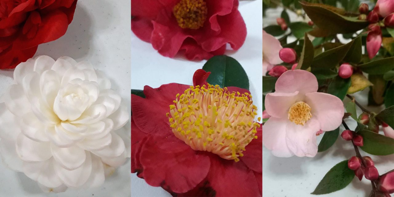 Camellia Blooms at Winter Feast