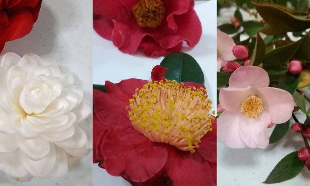 Camellia Blooms at Winter Feast