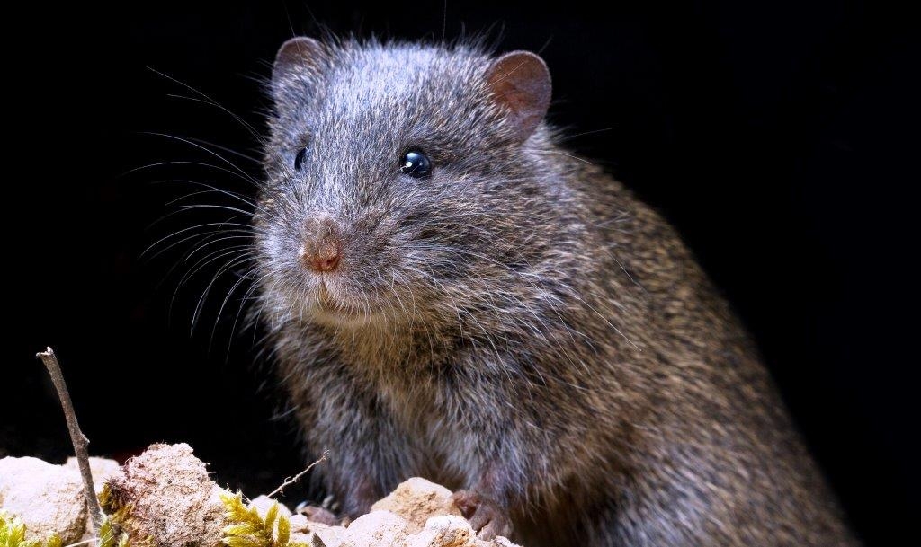 Swamp Rats in Your Garden?