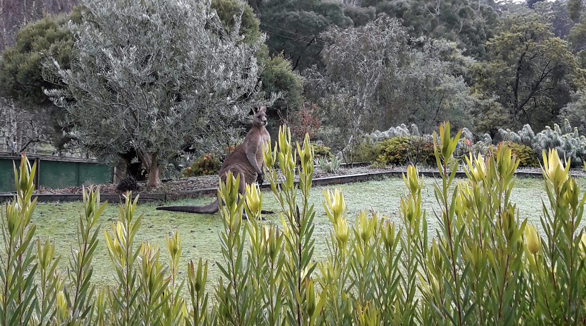 Kangaroo Yoga by Moonlight