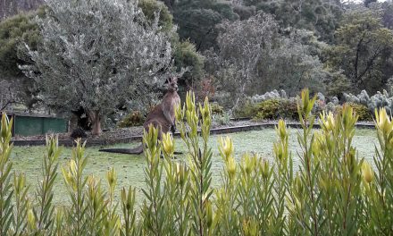 Kangaroo Yoga by Moonlight